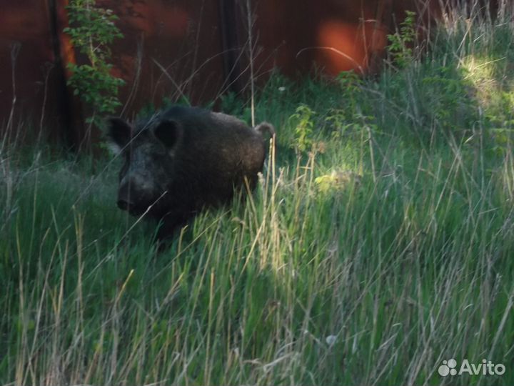 Поросята Дикие кабаны полосатики