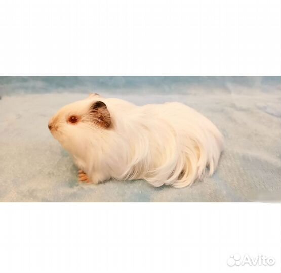 Морская свинка Шелти белая