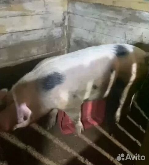 Продам хрячка на племя