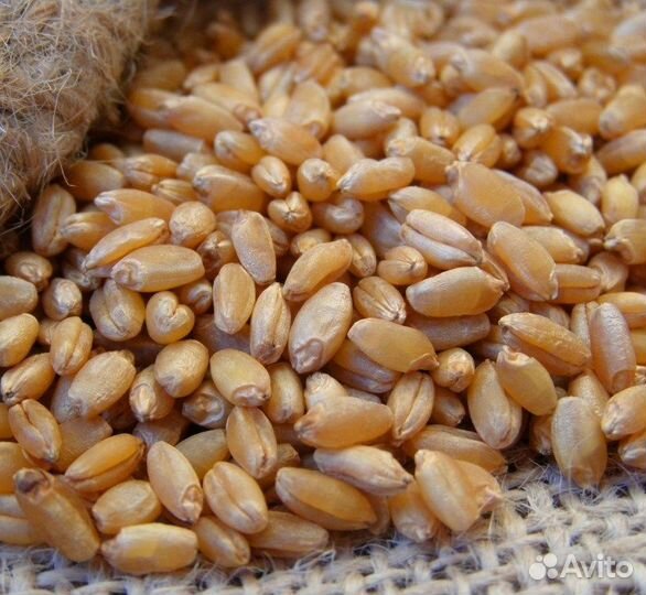 Пшеница яровая