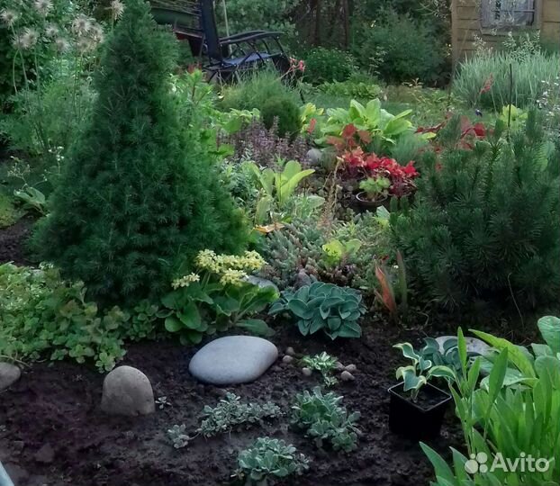 Многолетние растения для сада