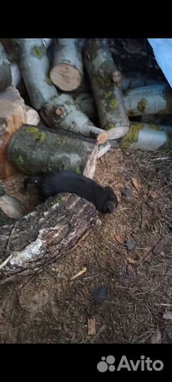 Щенки в добрые руки