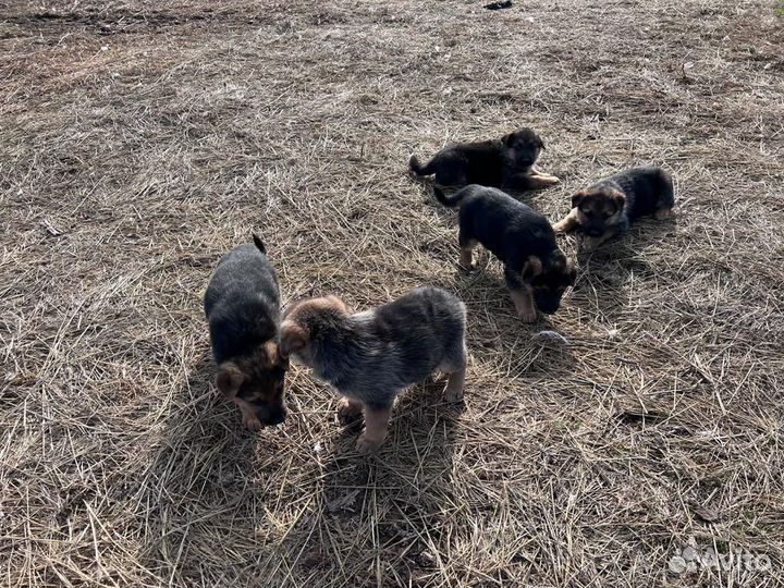 Щенки немецкой овчарки