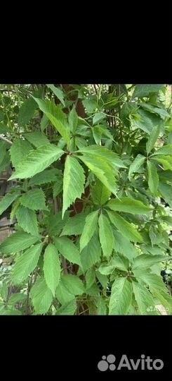 Девичий виноград,есть лимонник