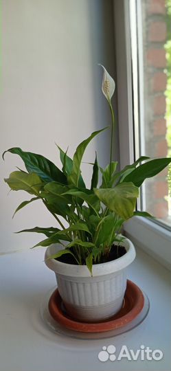 Спацифиллум женское счастье