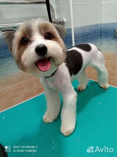 Стрижка собак и кошек