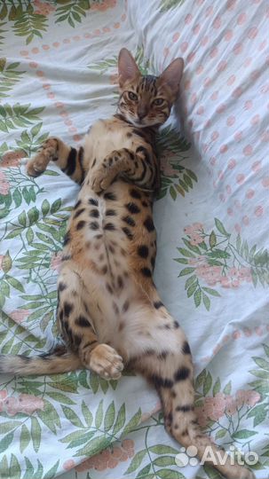 Бенгальская