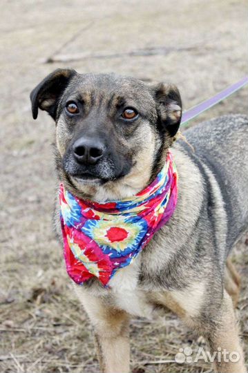 Добби из приюта