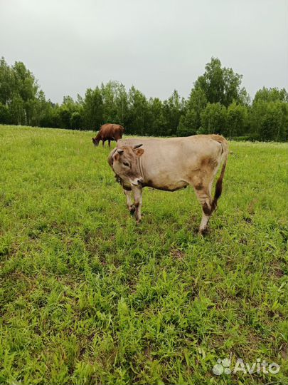 Телята, телка