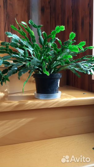 Декабрист шлюмбергера