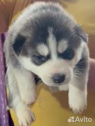 Щенки сибирской хаски
