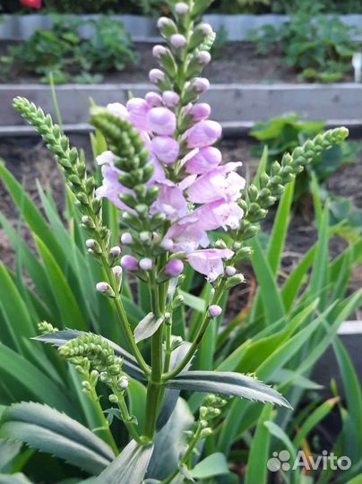 Многолетние садовые растения