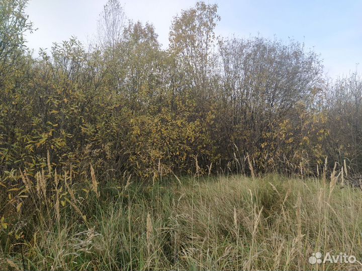 Лес бесплатно, самовывоз