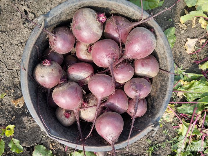 Свекла оптом, новый урожай