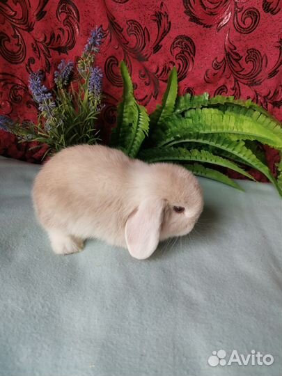 Вислоухие крольчата, красивые окрасы