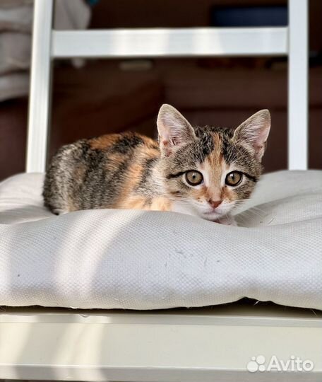 Котенок девочка ищет дом