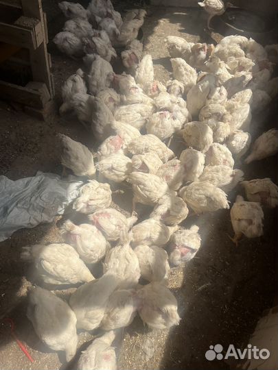 Цыплята бройлеры подрощенные