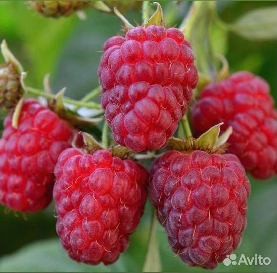 Продам Саженцы малины 