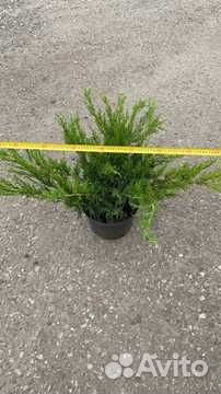 Можжевельник Казацкий / Саженцы можжевельника