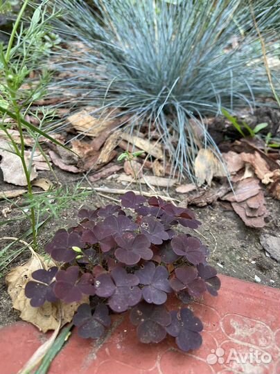 Кислица рожковая