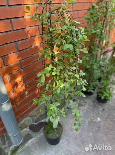 Верба штамб