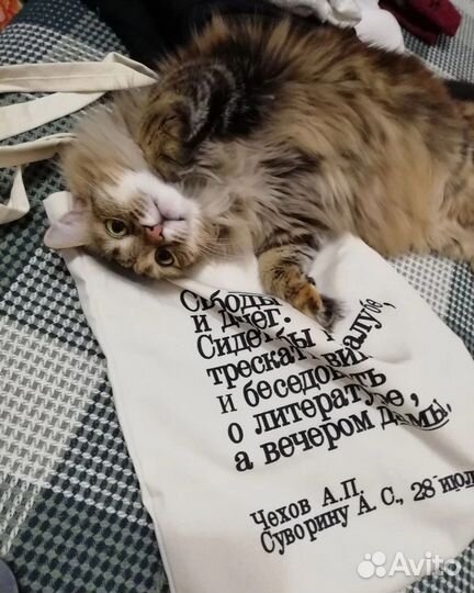 Отдам кошку в добрые руки