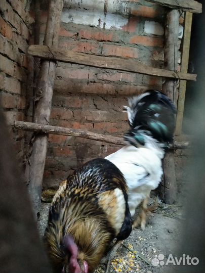 Бойцовые петухи