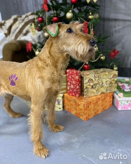 Профессиональный грумер. Стрижка собак и кошек