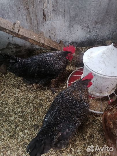 Молодые петухи