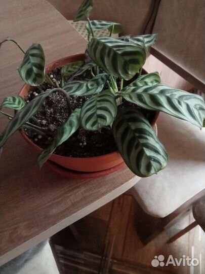 Ктенанта бурле маркс