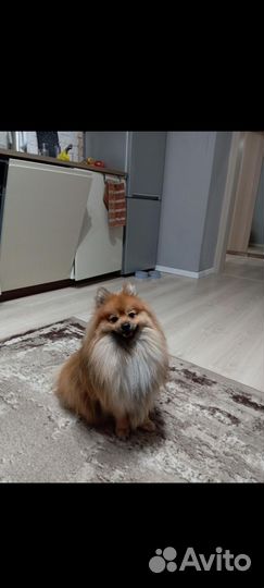 Домашние животные собаки маленькие