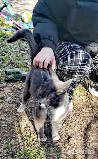 Котик бесплатно