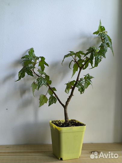 Бегония каудексная дрега