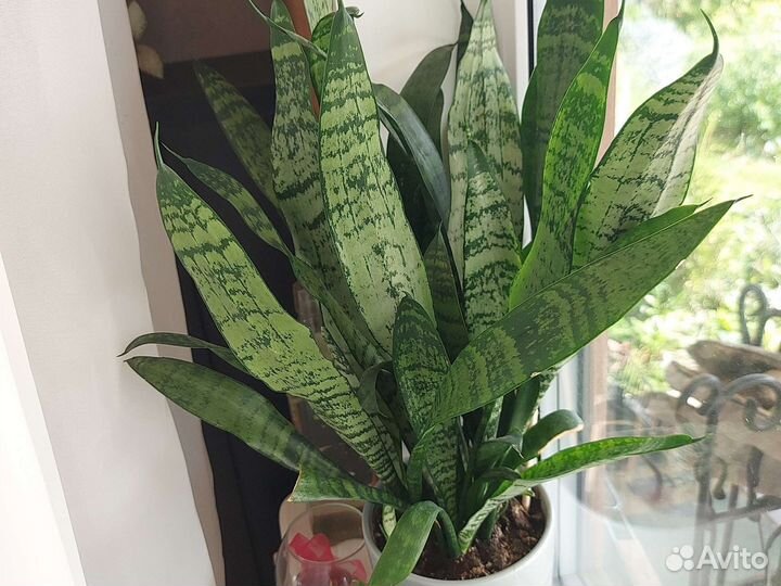 Сансевиерия