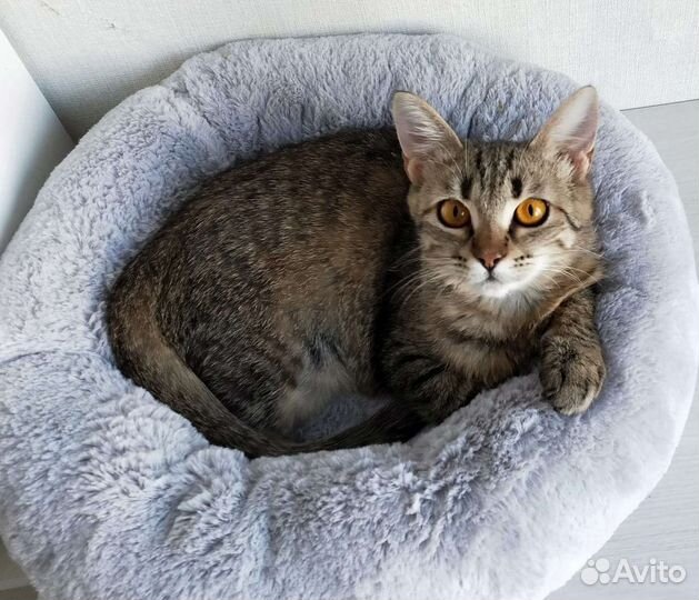 Лежанки для кошек