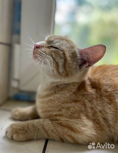 Рыжий котенок мальчик в добрые руки