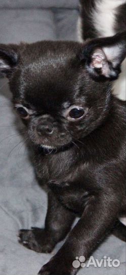 Щенки чихуахуа