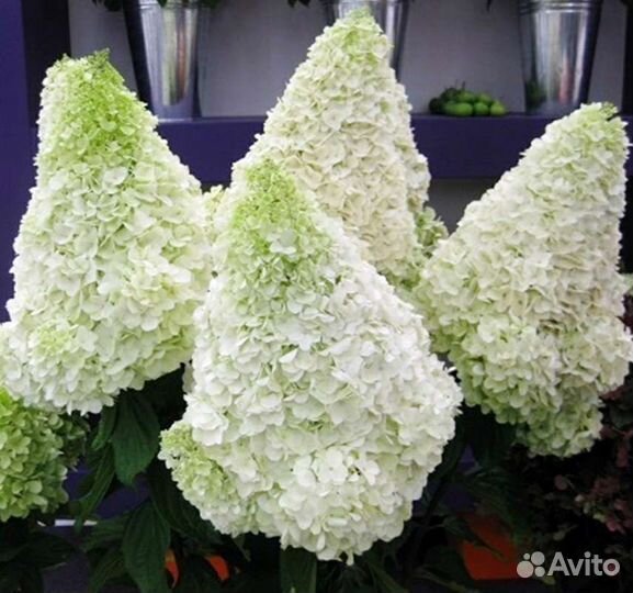 Гортензия Полар Бир