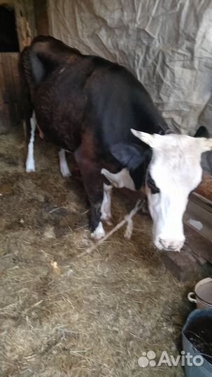 Корова с телком