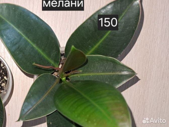 Фикусы разные