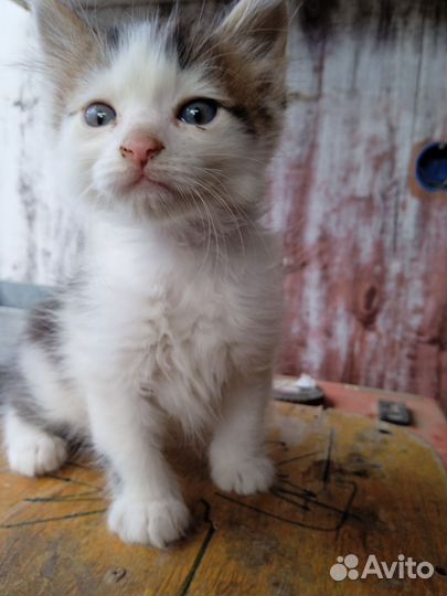 Котик в дар мальчик
