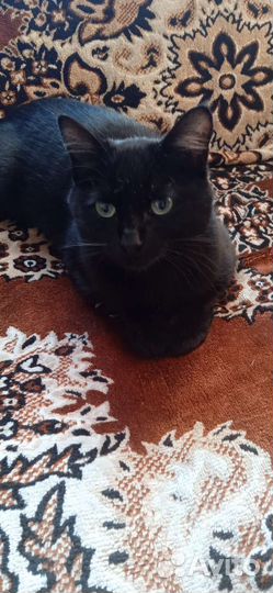 Кошка в дар бесплатно