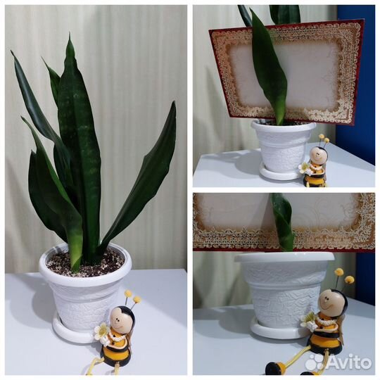 Сансевиерия сортовая