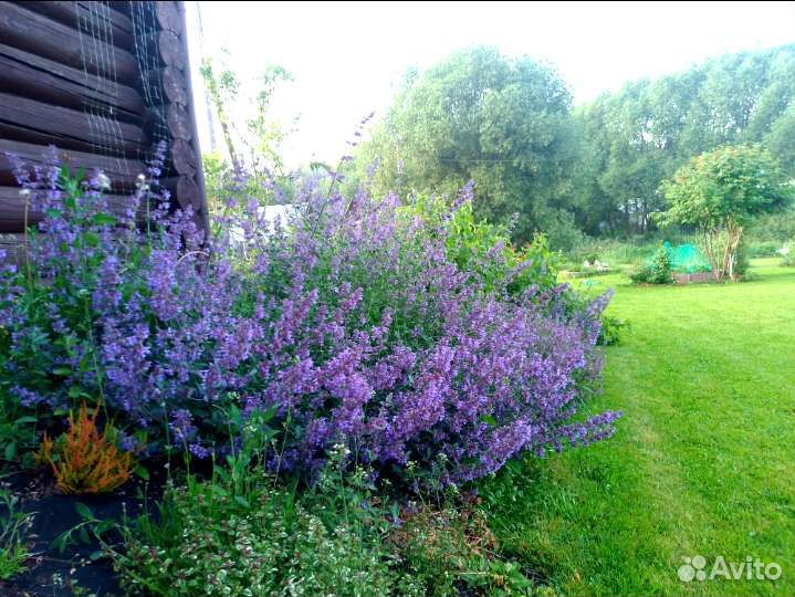 Северная лаванда — Котовник Фассена