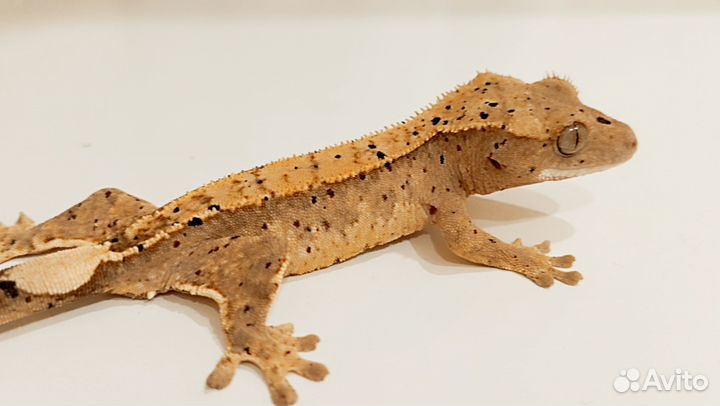 Бананоеды самочки и самцы