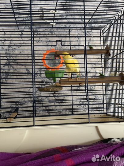 Кенар певчий с клеткой