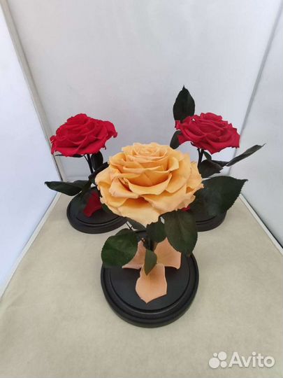 Роза в колбе опт и розница