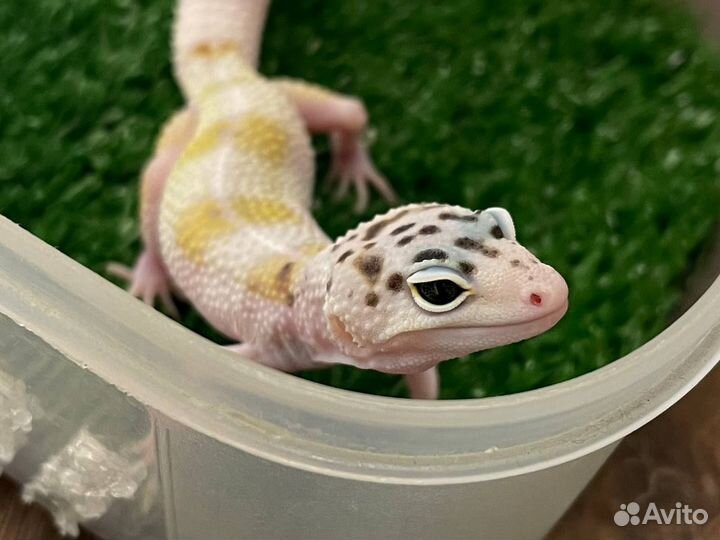 Геккон эублефар малыши 2023