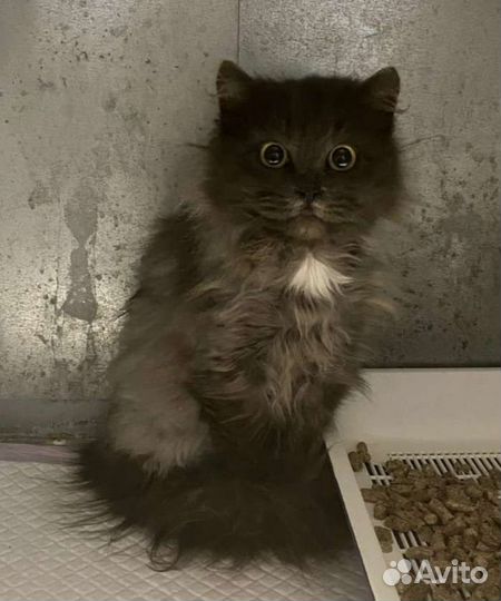 Стерилизованная кошечка