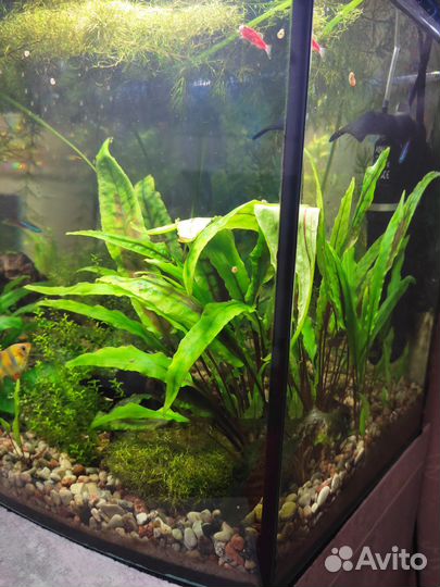 Криптокорина и Анубис